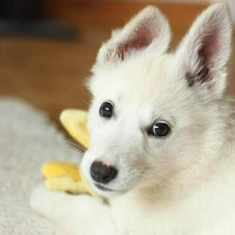 なぜ犬は石を食べるのでしょうか？